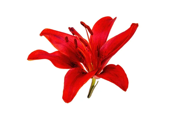 Flor de lirio rojo sin fondo —  Fotos de Stock