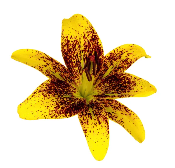 Flor de lirio amarillo sin fondo —  Fotos de Stock