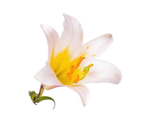 Flor de lirio blanco sin fondo —  Fotos de Stock