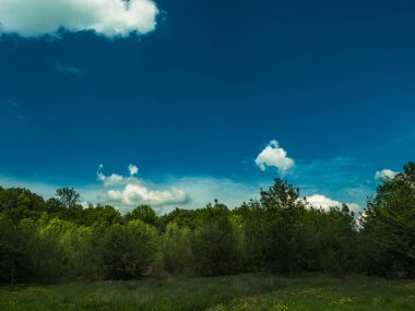 Güzel mavi gökyüzü ve yeşil orman.