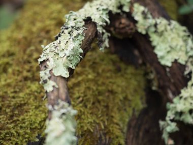 Yosun dolu ağaç gövdesi