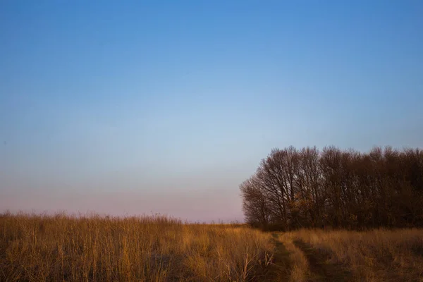 Heldere blauwe hemel en bomen — Stockfoto