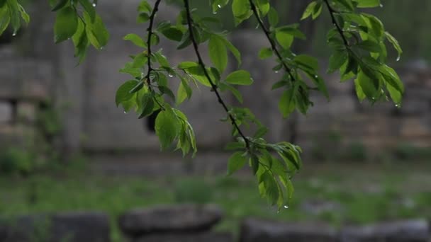Rama de árbol verde en la lluvia sobre un fondo del dolmen — Vídeos de Stock