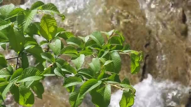 Rama de árbol verde. En el fondo del río. Vídeos con el sonido natural de la naturaleza . — Vídeos de Stock