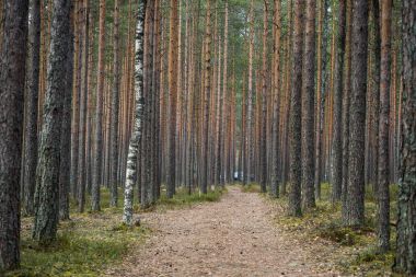 Orman yolu. Huş ağacı ve çam. Ekran koruyucu Masaüstü için.