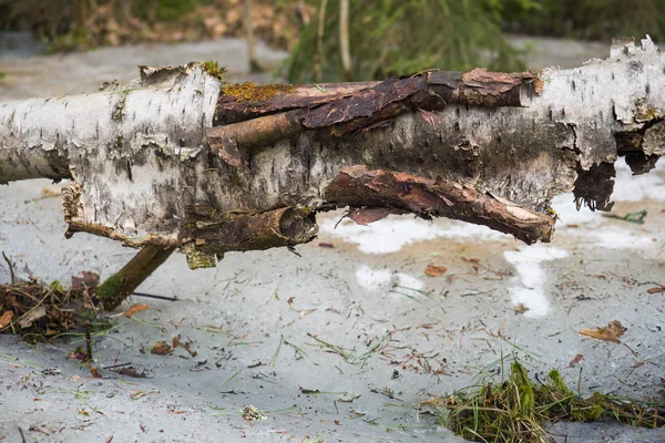 На землю впало дерево. Стара кора і лід . — стокове фото