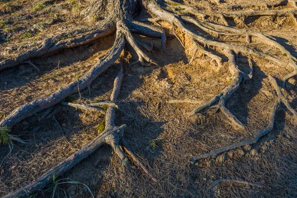 Las raíces del árbol en la superficie de la tierra. Protector de pantalla para tu escritorio . — Foto de Stock