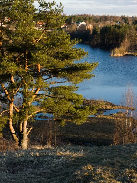Coniferous tree in the background of a forest lake. — Stock Photo, Image