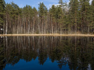 İğne yapraklı ve huş ağacı orman göl kıyısında. Ağaçlar su yansıtılır. 