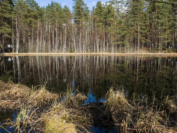 stock image Coniferous and birch forest on the shore of the lake. Trees are reflected in the water. 