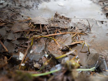 Geçen yılki yaprakları bir su birikintisi içinde.