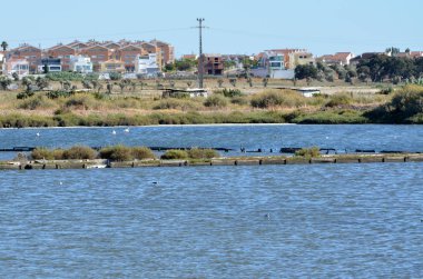 Tuz daireler üzerinde yabani kuşlar