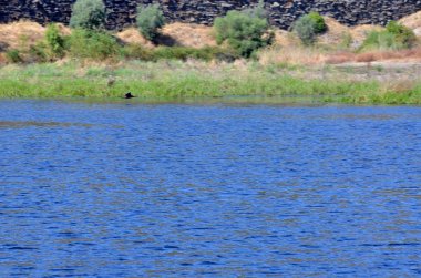 Nehri üzerinde uçan karabatak