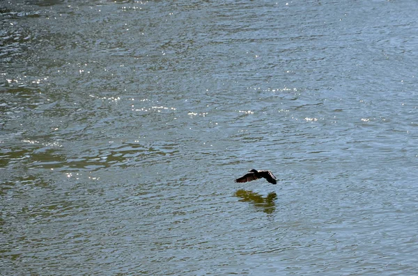 Cormorán volando en el río — Foto de Stock