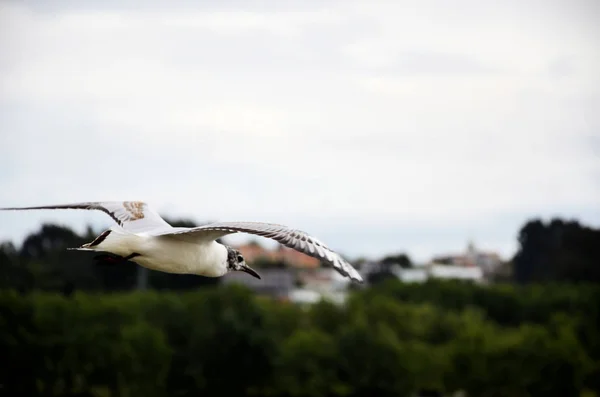 Vit Måsen flyger — Stockfoto