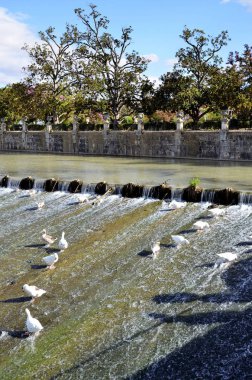 Kazlar Aranjuez 'deki bir parkta şelalede yıkanıyor.