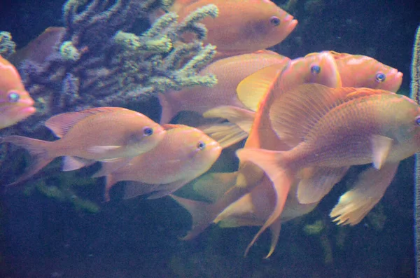 분홍빛 물고기 — 스톡 사진