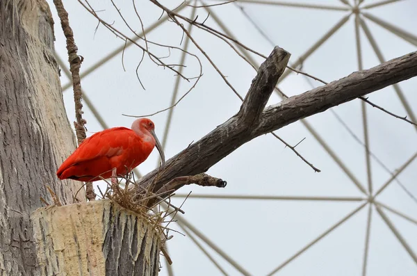 Scarlet Ibis Στη Φωλιά — Φωτογραφία Αρχείου