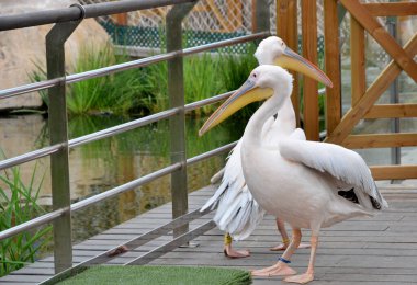 Parkta büyük pelikanlar