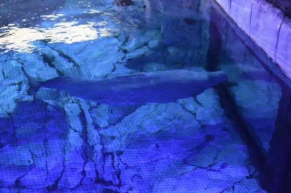 Beluga Walvis Het Aquarium — Stockfoto