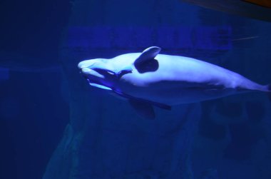 Beyaz balina kayaların yanında yüzüyor.