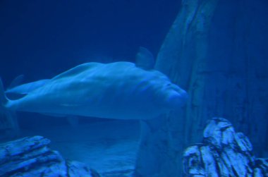 Beyaz balina kayaların yanında yüzüyor.