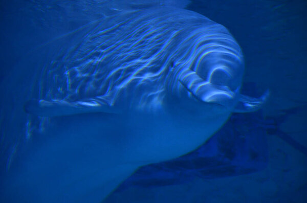 Details of the head of a beluga whale