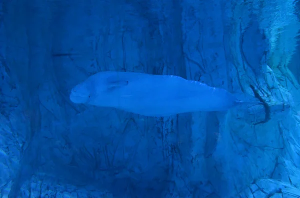 Witte Beluga Walvis Zwemmen Buurt Van Rotsen — Stockfoto