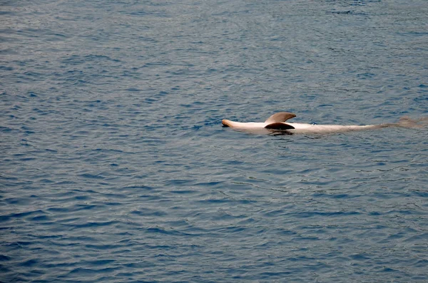 Delfin Schwimmt Zurück Die Oberfläche — Stockfoto