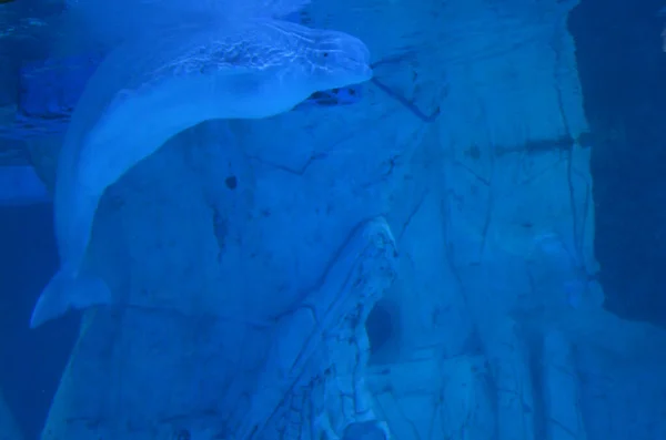 Ballena Blanca Beluga Nadando Cerca Las Rocas —  Fotos de Stock