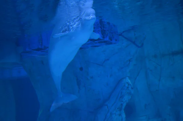 Ballena Blanca Beluga Nadando Cerca Las Rocas —  Fotos de Stock