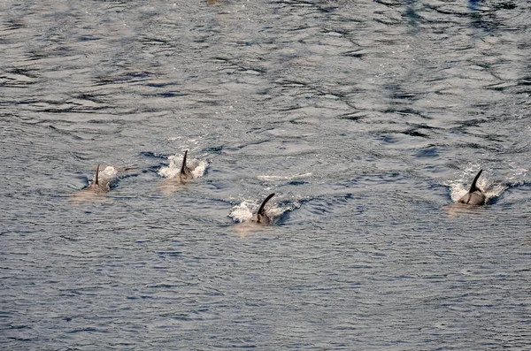 Delfines Nadando Rápido Superficie — Foto de Stock