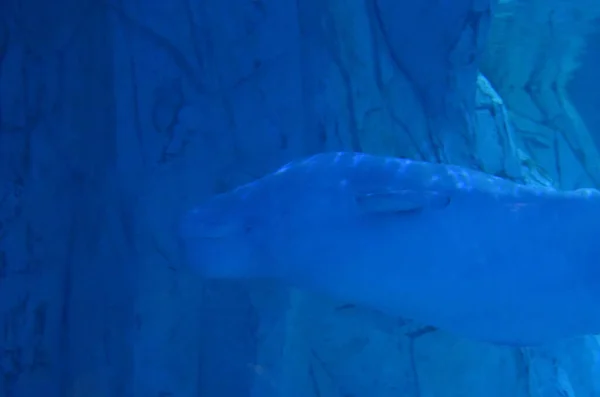 Baleia Branca Beluga Nadando Perto Das Rochas — Fotografia de Stock