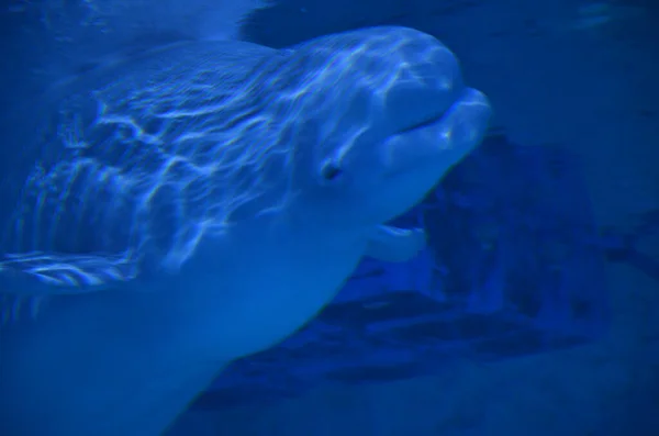 Detalhes Cabeça Uma Baleia Beluga — Fotografia de Stock