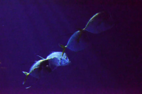 Vissen Diepe Oceaan — Stockfoto