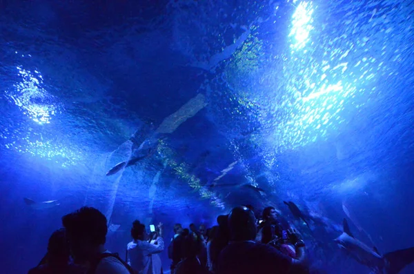 Túnel Vidro Oceanógrado Valência — Fotografia de Stock