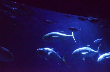 Valencia Okyanusu 'nda balık