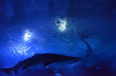 Köpekbalığı ve diğer balıklar yüzüyor