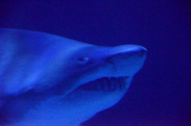 Köpekbalığının başıyla ilgili detaylar.