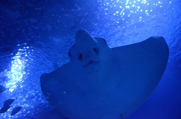 Manta Rochen Schwimmen Der Nähe Der Oberfläche — Stockfoto