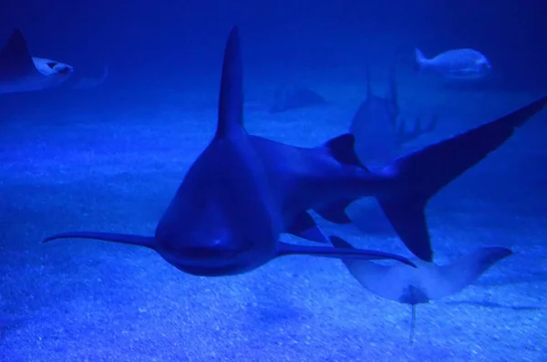 Tiburón Otros Peces Nadando — Foto de Stock