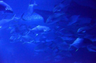 Karanlıkta yüzen balık sürüsü