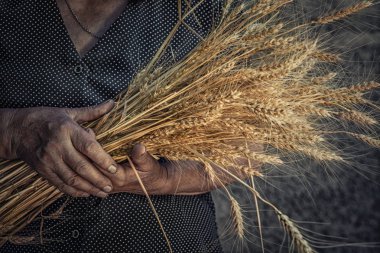 Kırpılmış portre resim fotoğraf kadın buruşuk eski holding gösteren, buğday sivri veren eller