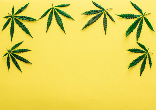 Big fresh green organic cannabis marijuana leaves isolated on a vivid yellow background with copy space for your text. Happy life with the ganja smoking concept. Addiction or medical help prescription