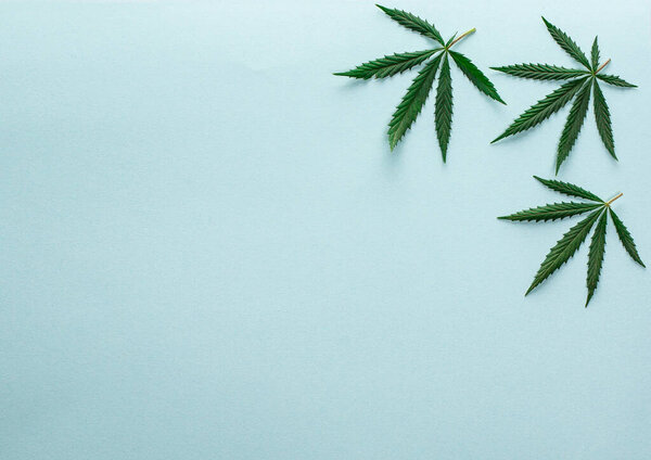 Большие свежие три зеленые органические листья марихуаны марихуаны, выделенные на светло-голубом фоне с копировальным пространством для вашего текста. Счастливая жизнь с концепцией курения ганджи. Наркомания или медицинский рецепт
