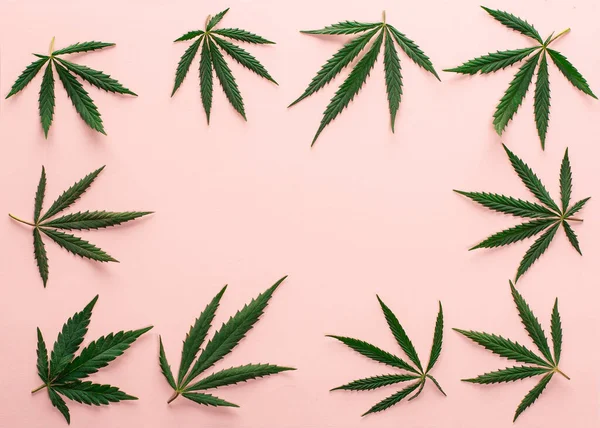 Grote Verse Groene Cannabis Marihuana Bladeren Geïsoleerd Een Roze Perzikkleurige — Stockfoto