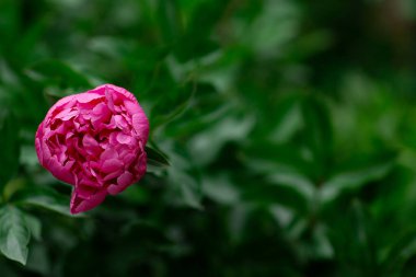 Güzel çiçek kırmızı şakayık, şakayıklar bahçede çiçek açıyor. Yeşil Doğa Arkaplanı.