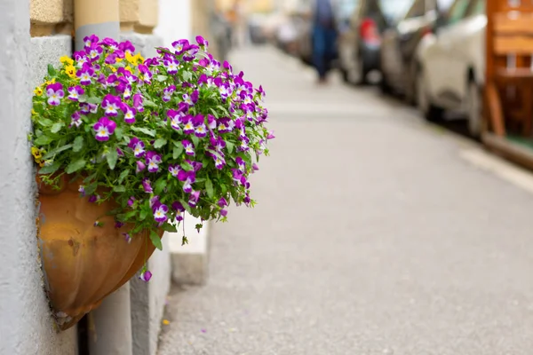 Colorful purple pansies flowers on a city street. Blooming violet and yellow Petunia in a hanging retro planter, ceramic pot on the street. Floral landscaping brings a riot of color to the city