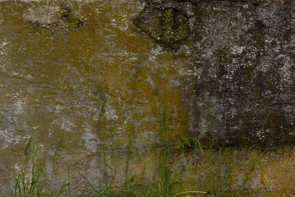 一个非常古老的发霉恶化 肮脏的 肿胀的混凝土墙背景在室外 它上有格伦霉菌 周围长出青草 — 图库照片