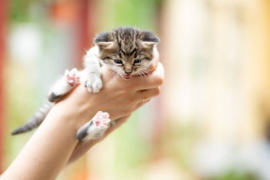 Siyah beyaz bir kedi yavrusu, açık havada kadınların elinde.